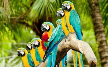  beautiful Canvas - beautiful parrots in a line birds